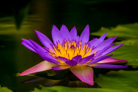 Purple Pond Lilly_MG_0028