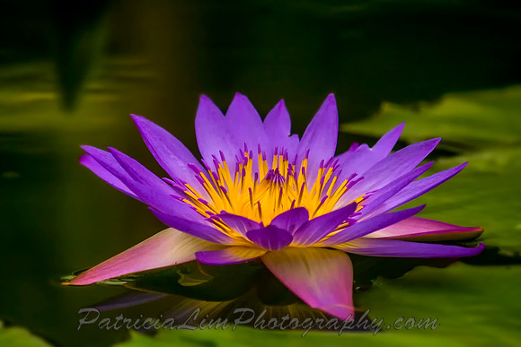 Purple Pond Lilly_MG_0028