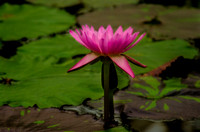 Pink Pond Lilly_MG_0034