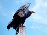 California Condor_MG_1691