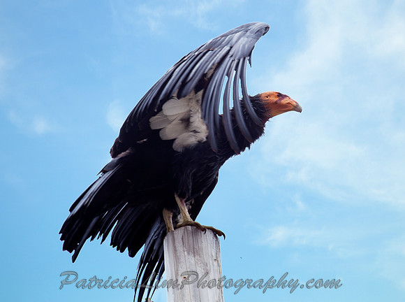California Condor_MG_1691
