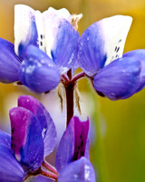 Lupin_MG_1217