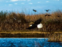 Bald Eagle_MG_8519
