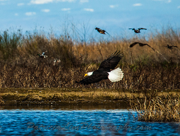 Bald Eagle_MG_8519