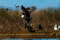 Eagles Fighting_MG_8583
