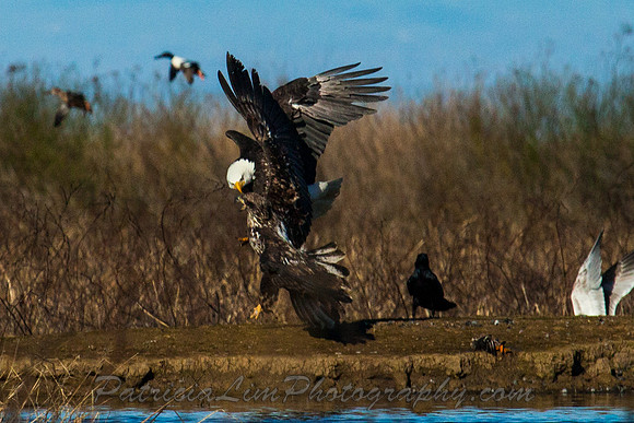Eagles Fighting_MG_8583