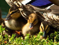 Mama Mallard and Babies_MG_4519