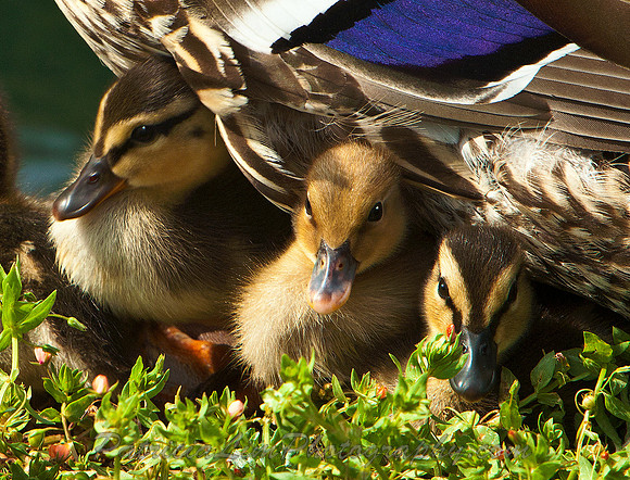 Mama Mallard and Babies_MG_4519