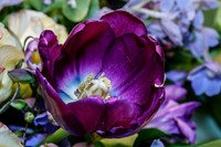 Purple Tulip2_MG_4994