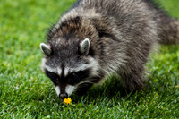 Racoon_MG_3122