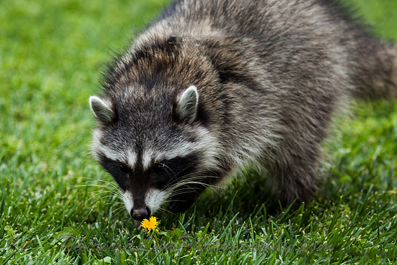 Racoon_MG_3122