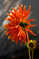 Orange flower