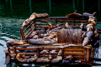 Sea Lion Condo_MG_2287