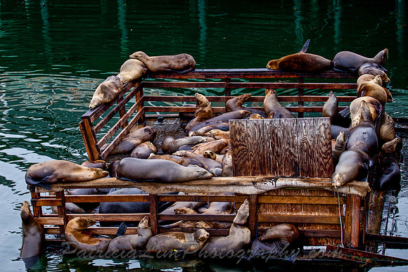 Sea Lion Condo_MG_2287