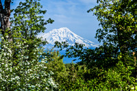 Mt Shasta_MG_8609