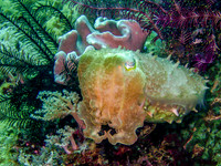 Cuttlefish M0013666