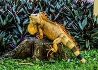 IguanaIMG_9173