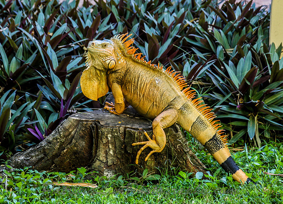 IguanaIMG_9173