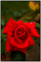 Red Rose_MG_1386