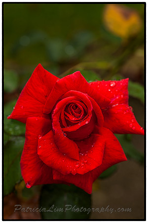Red Rose_MG_1386