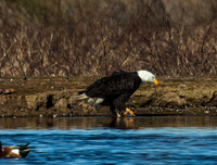 Bald Eagle_MG_8660
