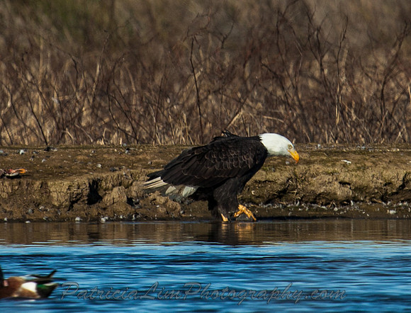 Bald Eagle_MG_8660