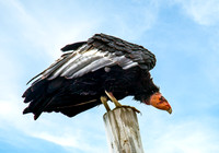 California Condor_MG_1679