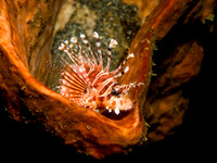 Lionfish in coral