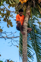 Harvesting the Coconuts Fiji_MG_0163