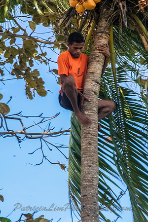Harvesting the Coconuts Fiji_MG_0163