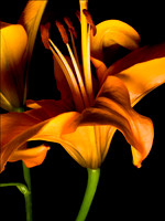 Orange Lilly1