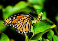 Monarch Butterfly_MG_2138b