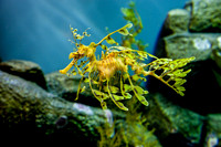 Leafy Sea Dragon_MG_2658