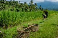 Bali Rice Fields G_3955