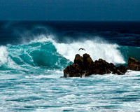 Pacific Grove_Beach 2 MG_0843
