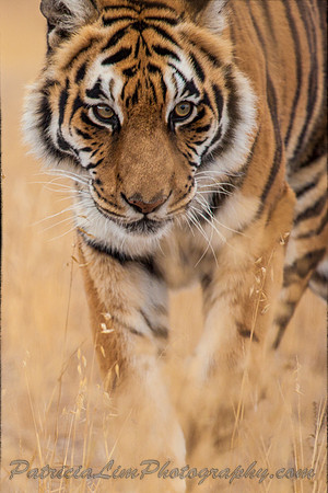 Tiger_MG_3273