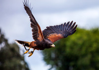 Harris Hawk_MG_2783