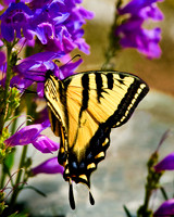 Swallowtail ButterflyMG_9475