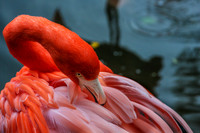 FlamingoIMG_9204