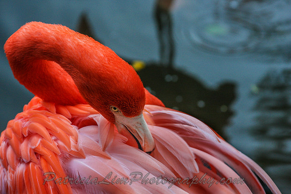 FlamingoIMG_9204