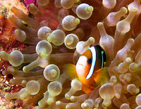 clownfish