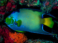 Queen Angelfish