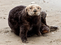 Sea Otter_MG_3372