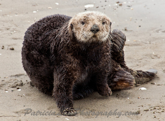 Sea Otter_MG_3372