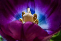 Purple Tulip1_MG_4986
