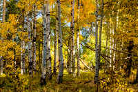 Fall Colors, Lake Tahoe Visitors Center_MG_9939