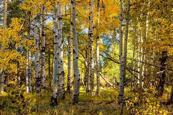 Fall Colors, Lake Tahoe Visitors Center_MG_9939