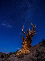 Bristle Cone Pines, Eatern Sierras, stars_MG_4436