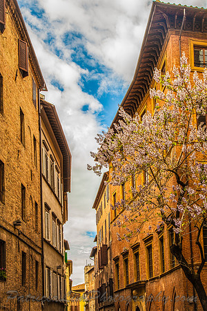 Siena_MG_3379