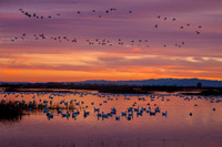 Sacramento Wildlife Refuge_MG_7376